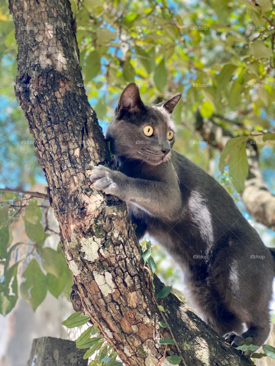 lindo gato na árvore