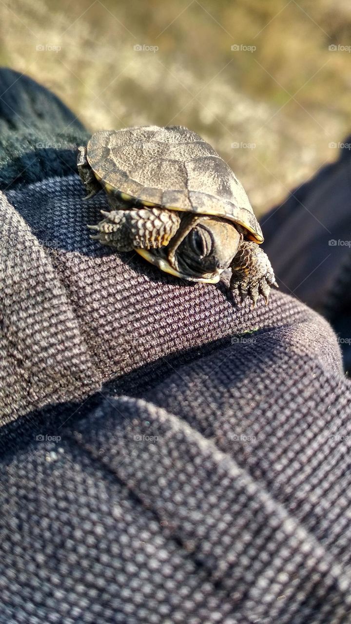 Little turtle
