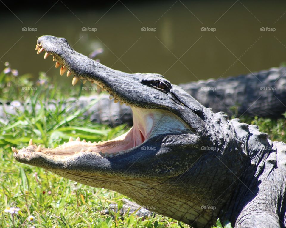 Alligator open mouth