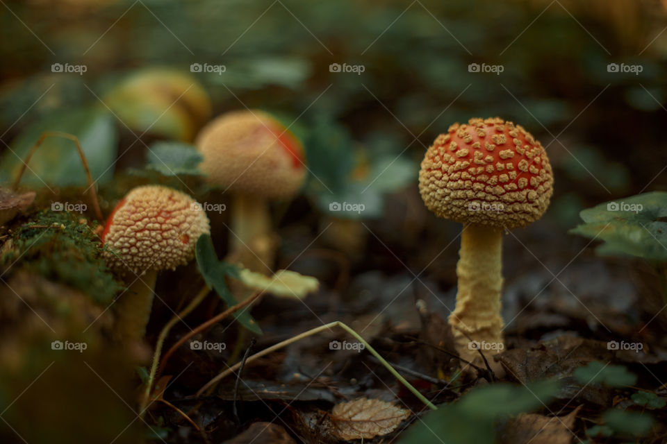 Mushrooms in autumn forest in sunny day