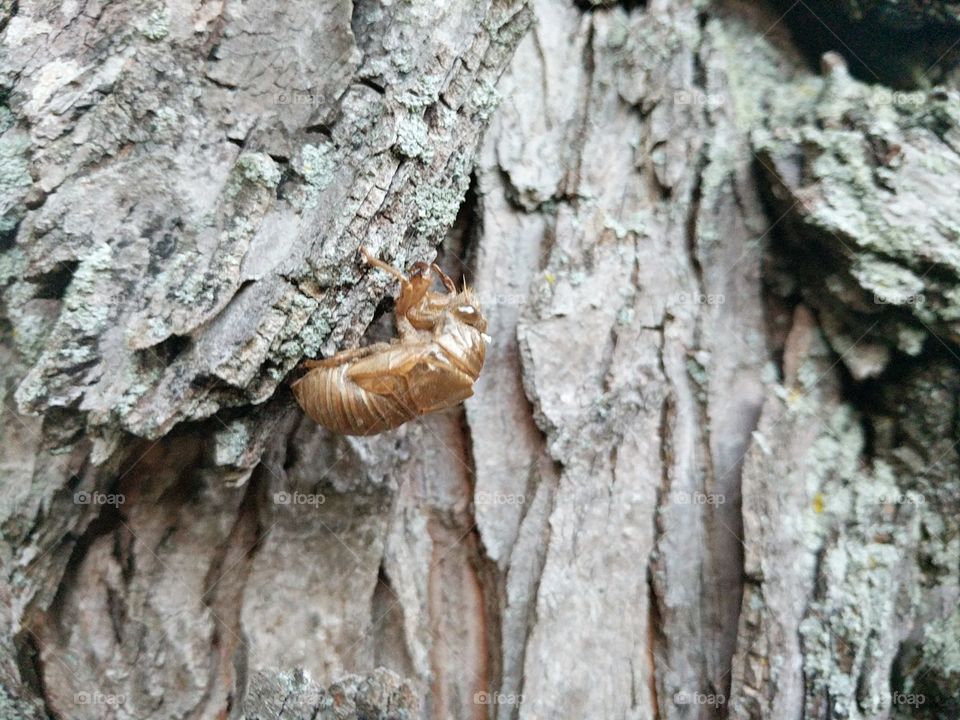 Locust Shell On Tree