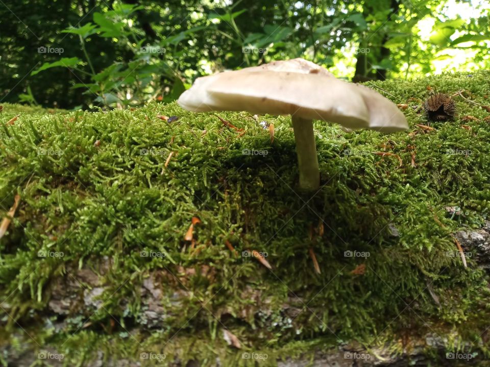 Pilz auf Baumstamm in Wald