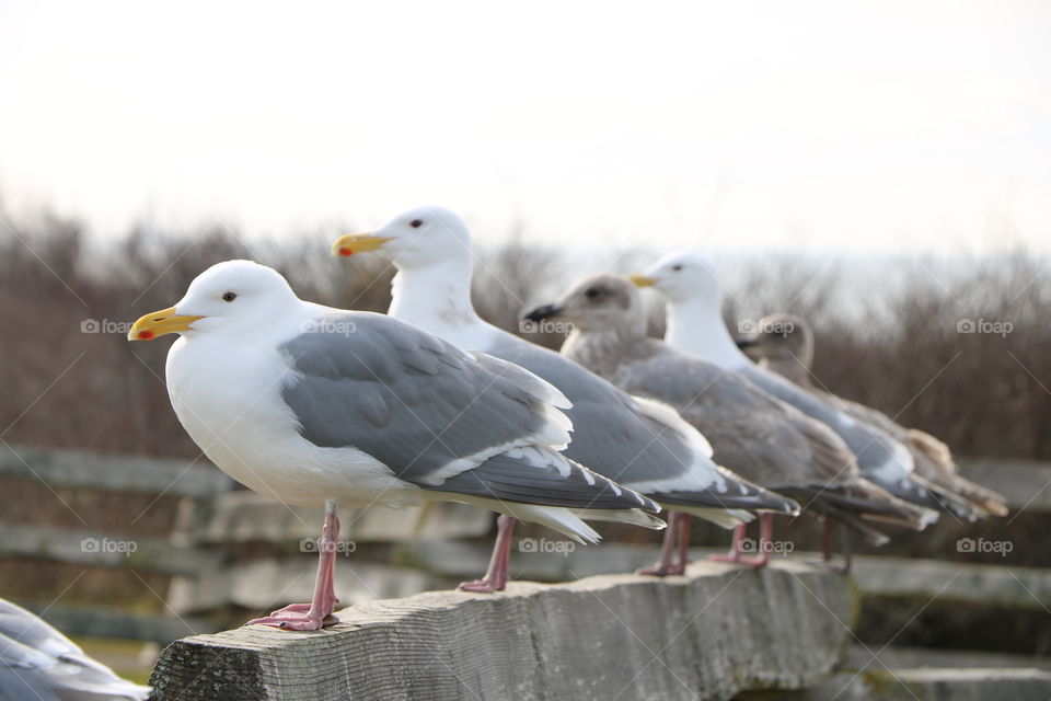 Seagulls perching on a fence on a grey cold day