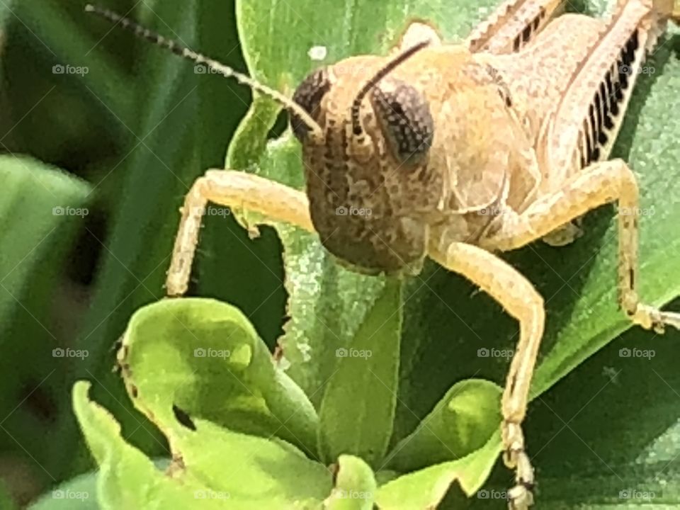 Grasshopper on leaf