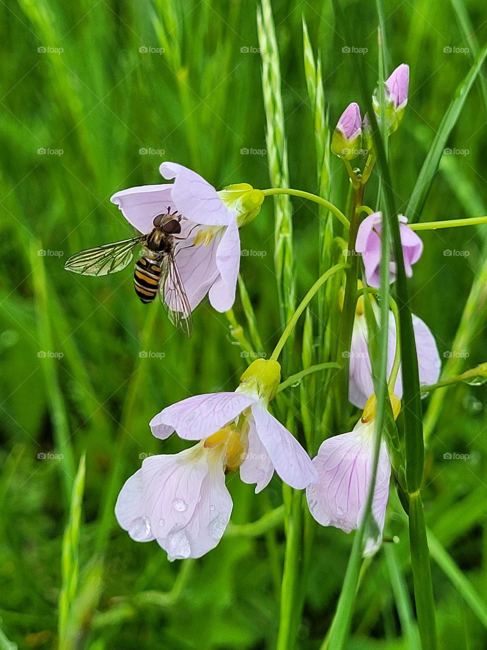 Pollen