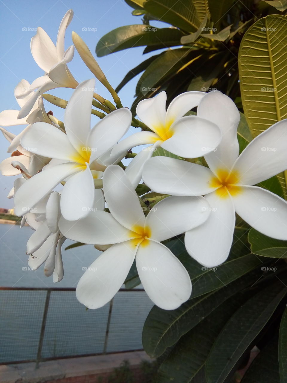 beautiful flowers in a garden