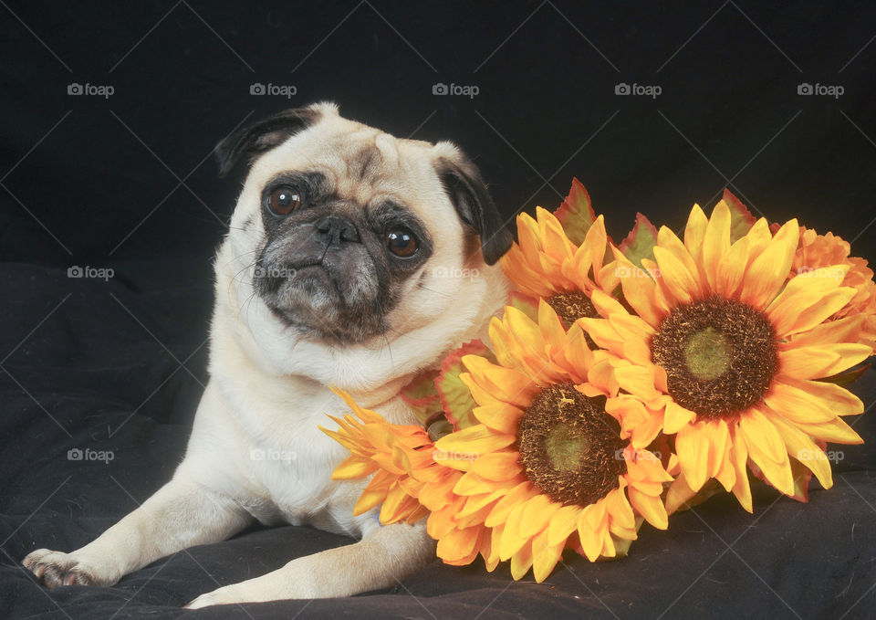 Pug with summer sunflowers