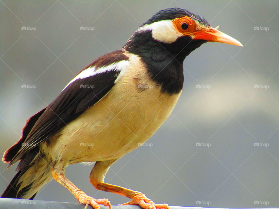 Beautiful myna bird or pied myna or Asian pied starling(Gracupica contra) 