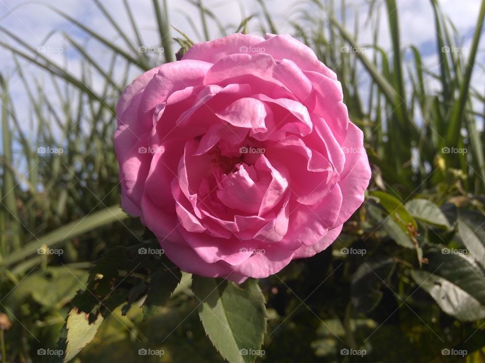 Rose. Beautiful pink rose flower. It's an symbol of true love. Completely blossomed rose flower looking like very attractive and charming. It's first choice of any lady. No one lady can found on the  Earth who says that she doesn't like rose.