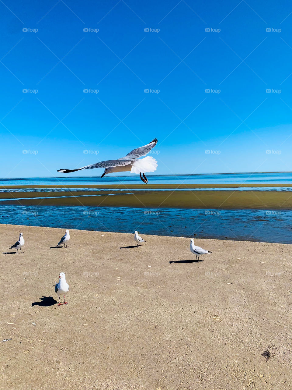 A white and grey seagull flying over other birds on the coastal line. Blue water and sky makes a beautiful background.