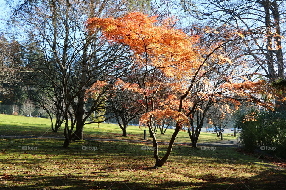 Changing colours , changing seasons 