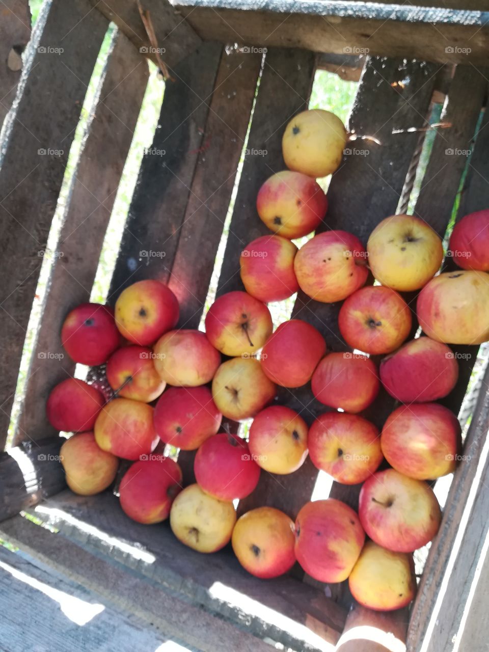 High angle view of apple container