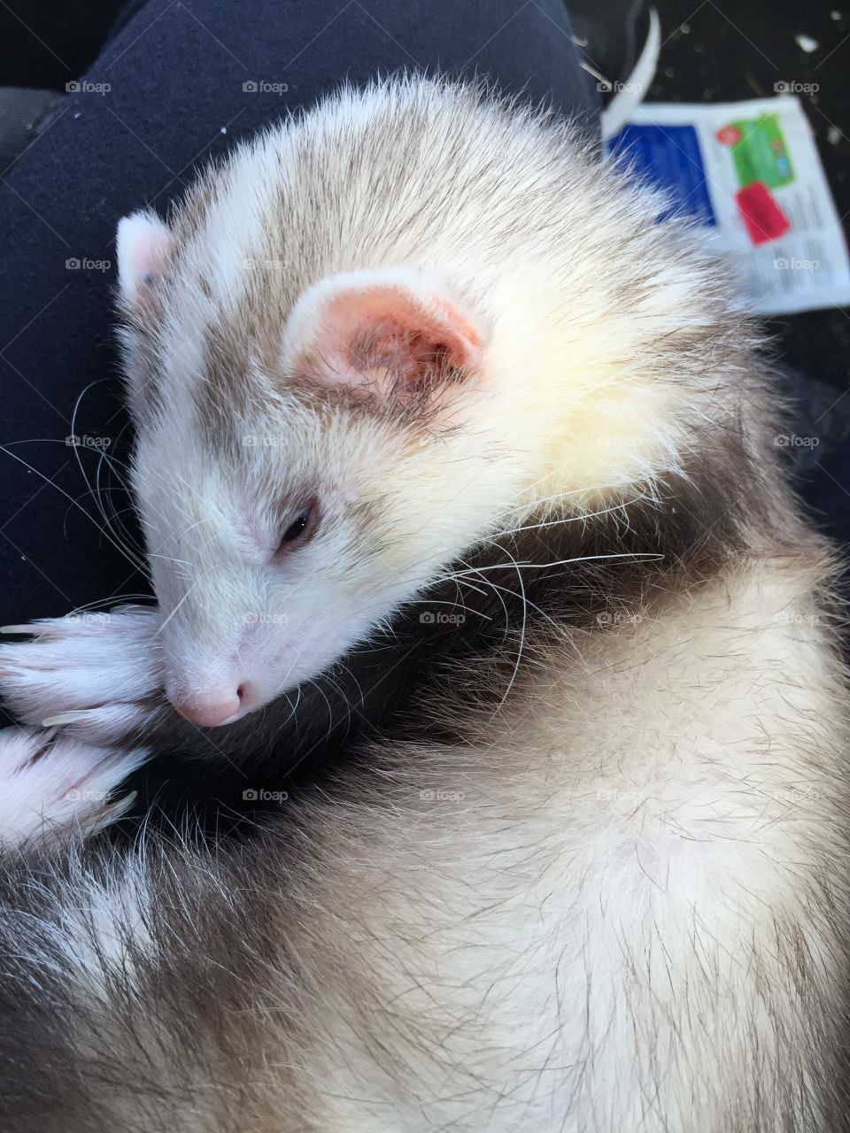 Sleepy Ferret 
