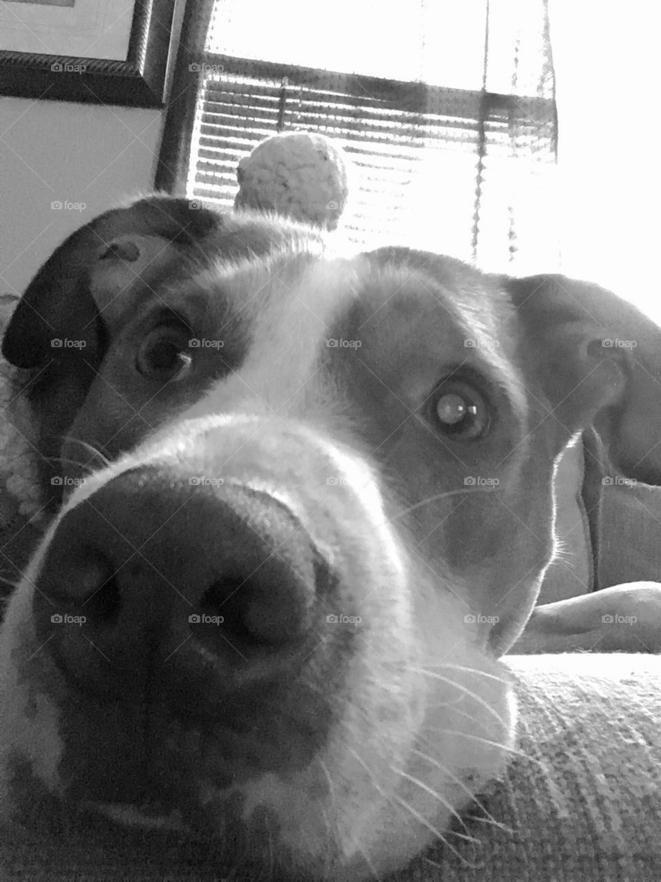 Chilly puppy wearing a sweater and hat 