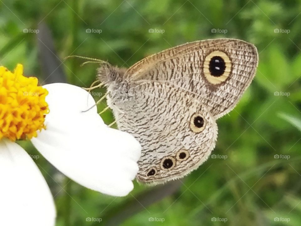 Butterfly in focus.