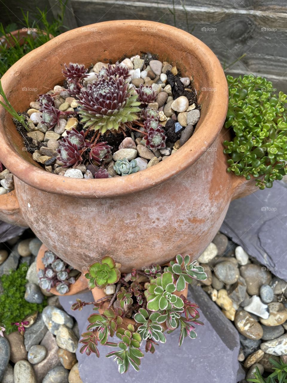 Garden succulents 