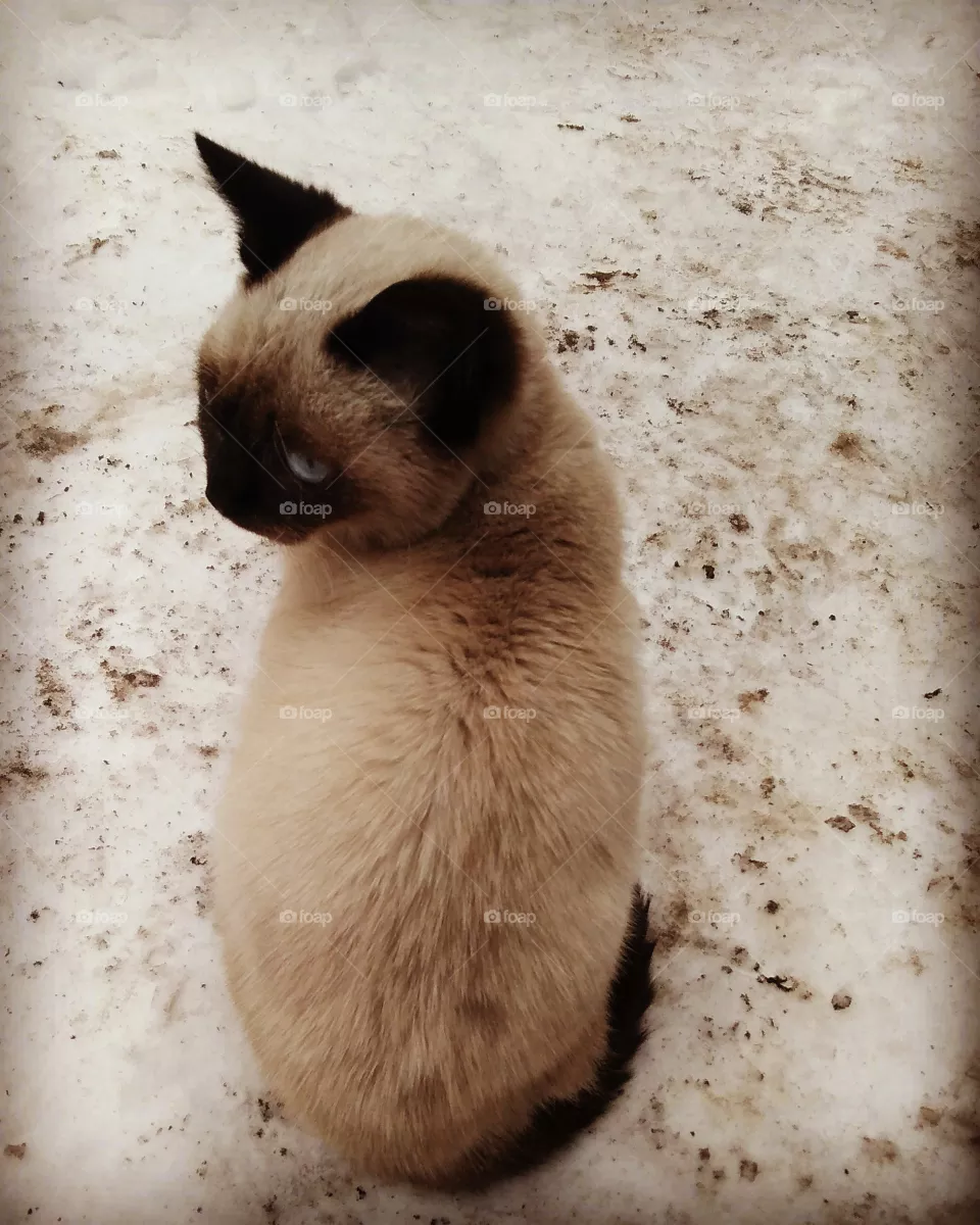 Cat