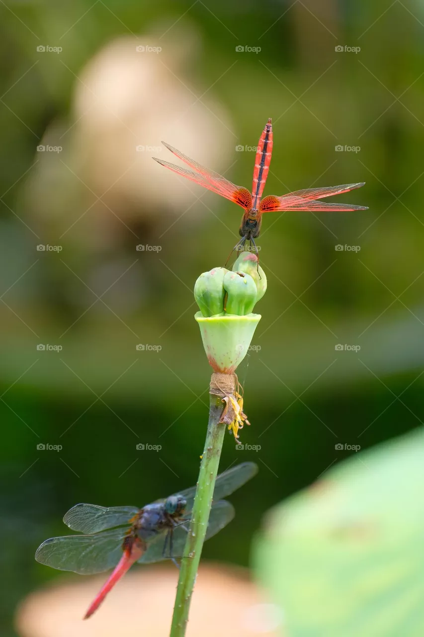 dragonfly