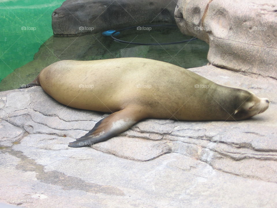 Mammal, Sea Seal, No Person, Nature, Wildlife