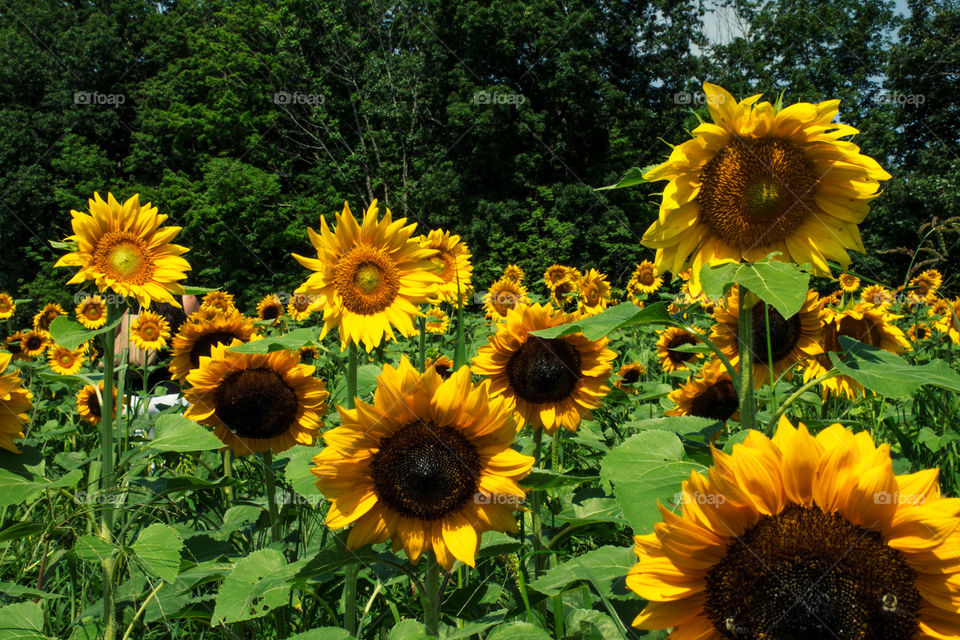 Sunflower field!