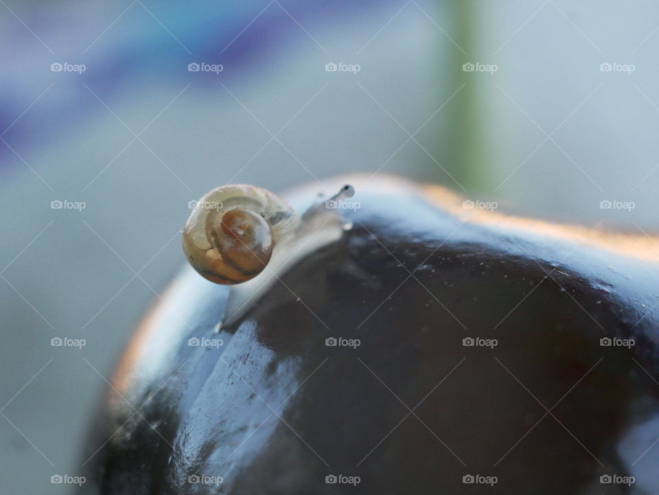 Kleine Schnecke auf Kirsche