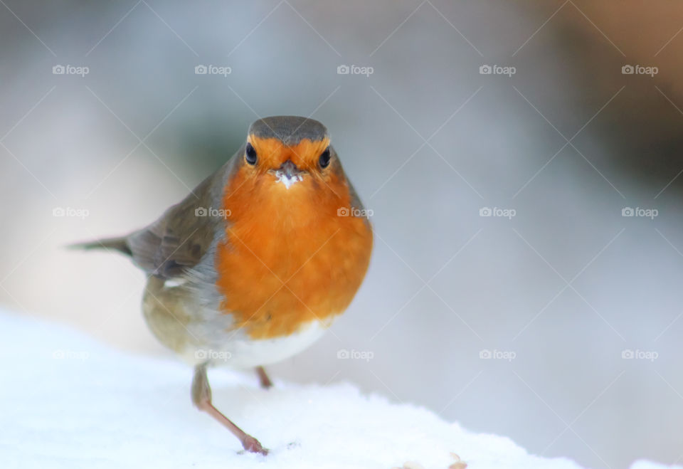 Robin in snow, winter is still here