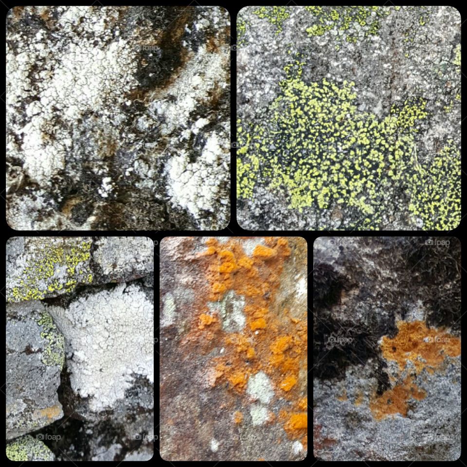 lichen and moss photo collage