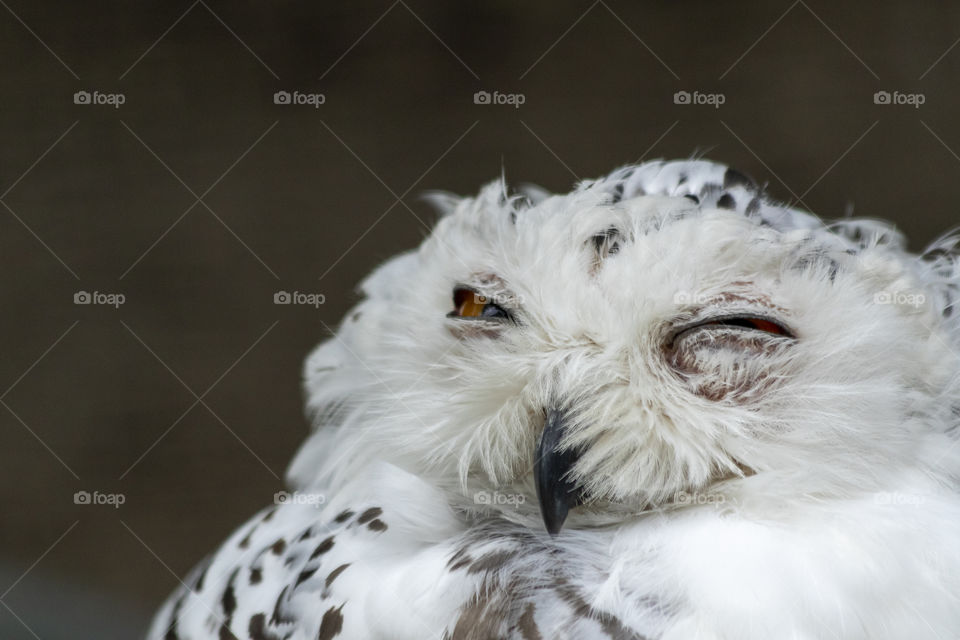 A close up portrait of a big white owl opening one eye after being asleep to have a peek of what is happening around him.