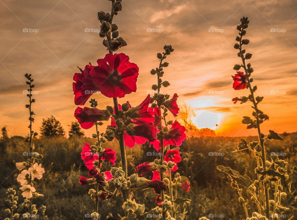 wildflowers at sunset