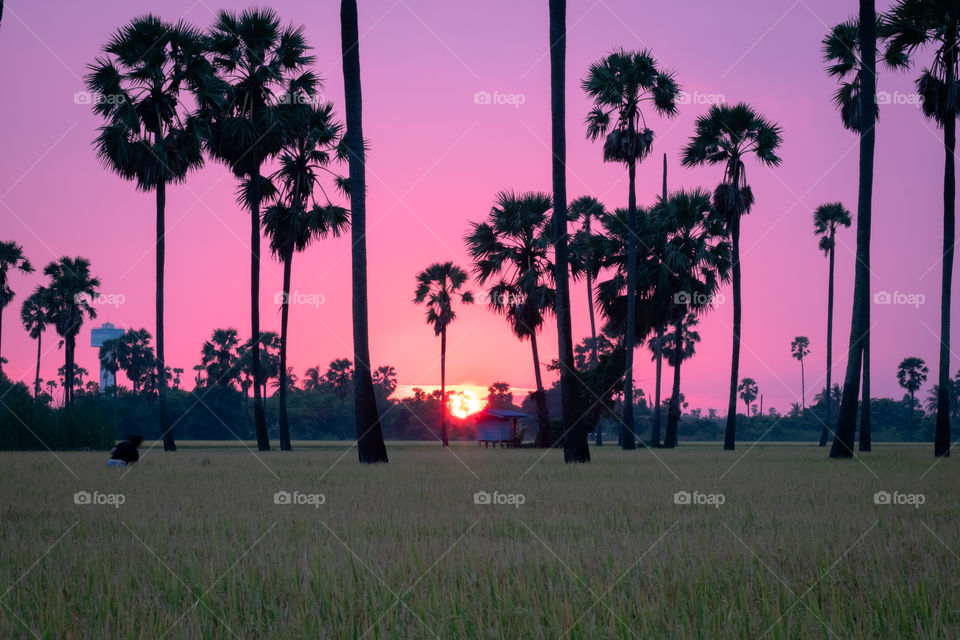 Sunrise over paddy field and sugar palm in Thailand