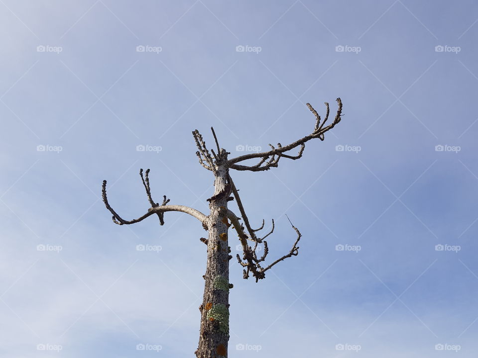 skeletal tree