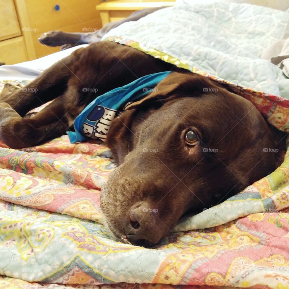 Dog, Bed, Sleep, Blanket, No Person