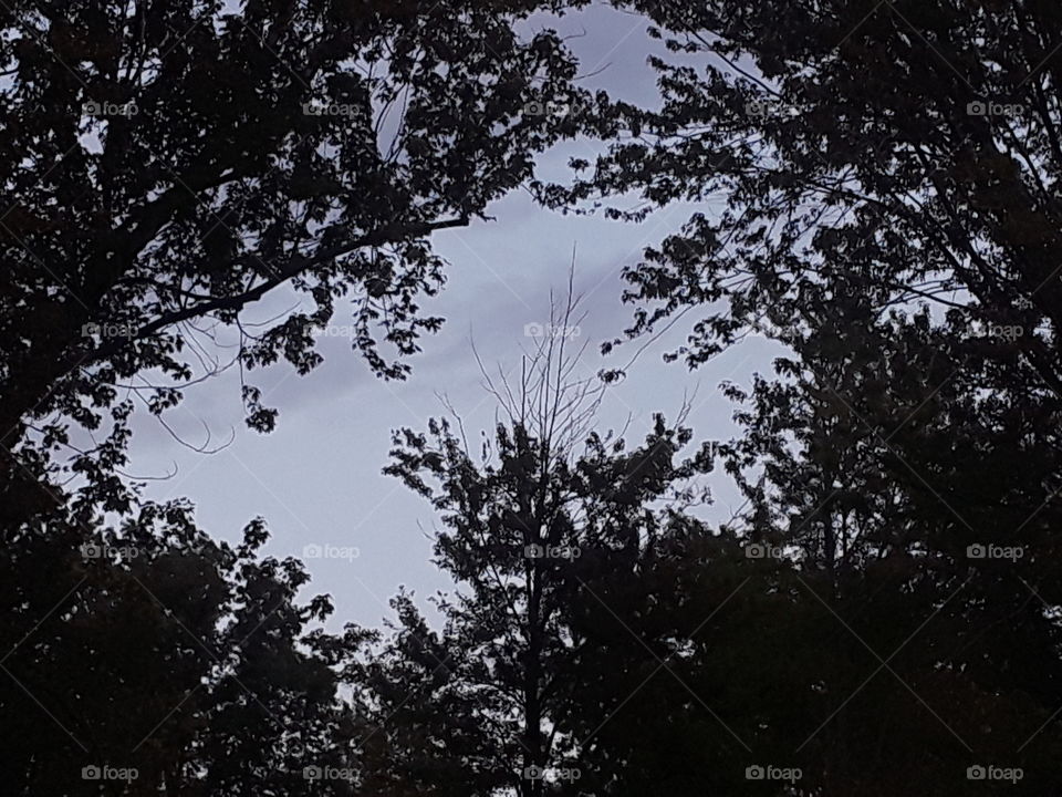 look up at the trees!