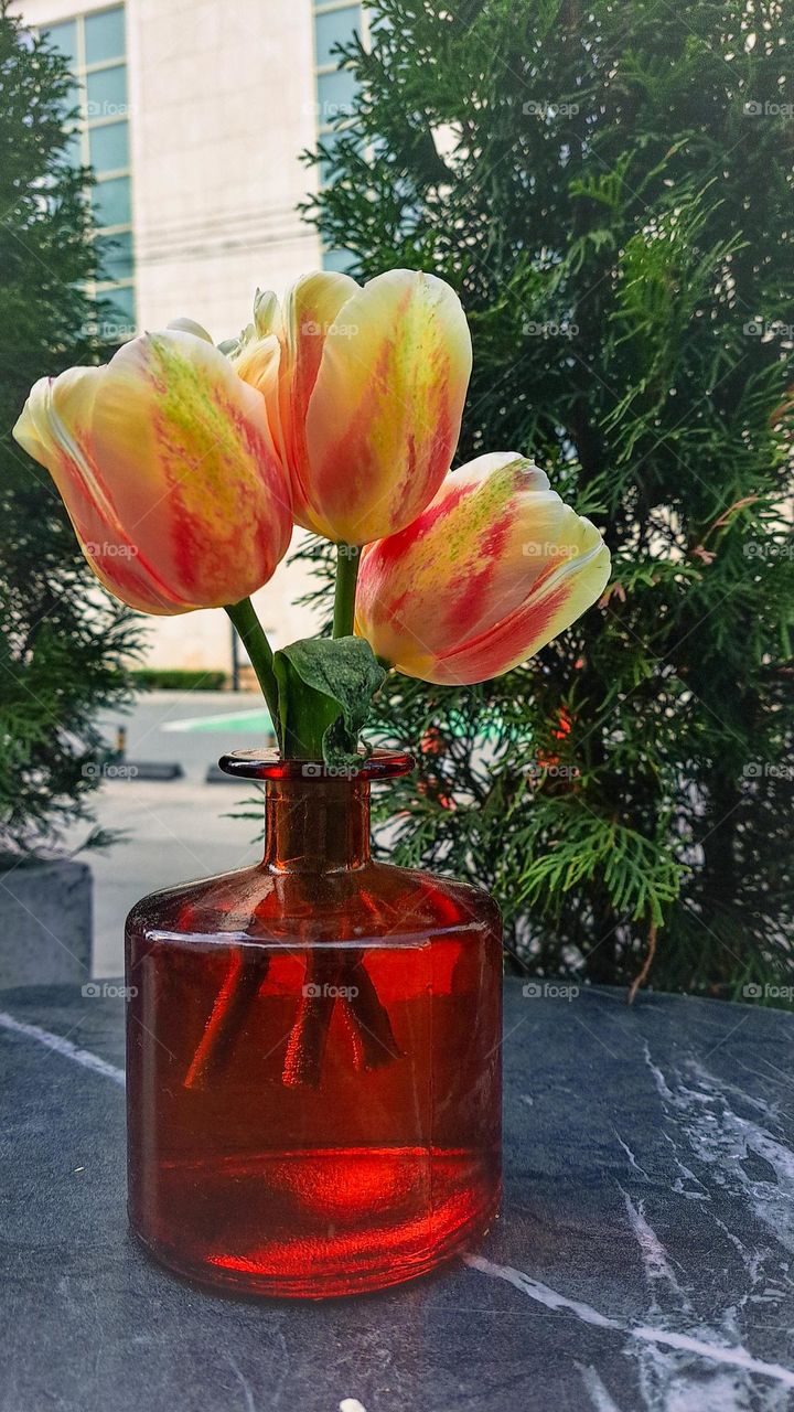 tulips in the vase