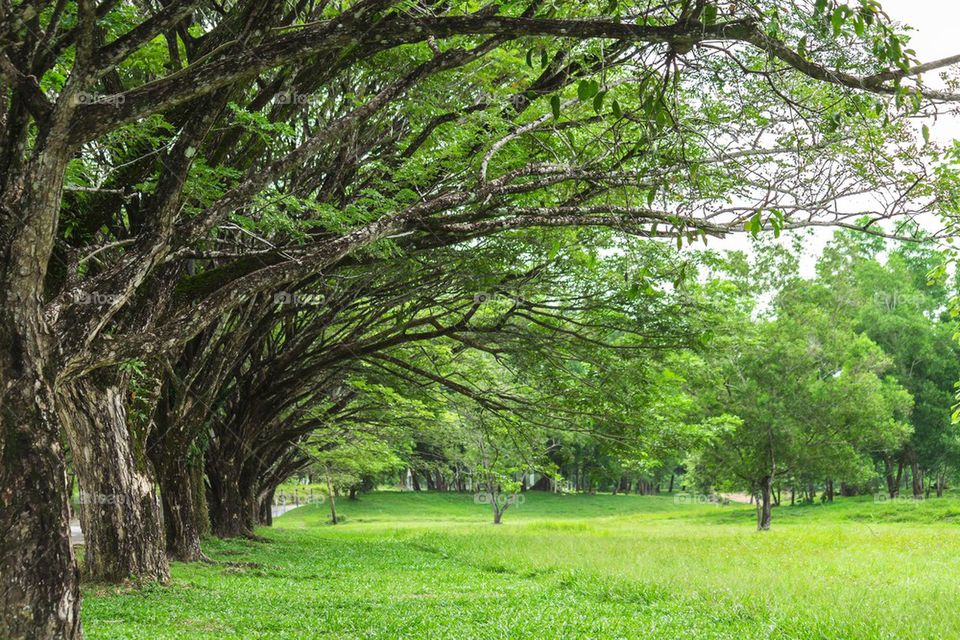 Trees in park