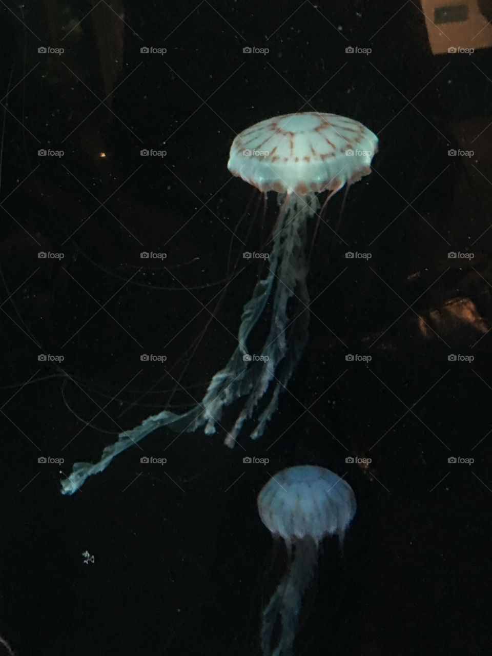 Jellyfish, Underwater, No Person, Poison, Fungus