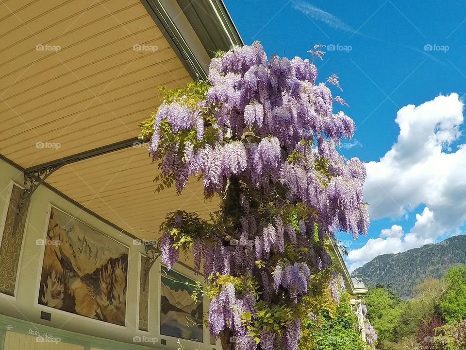 Spring in Merano city