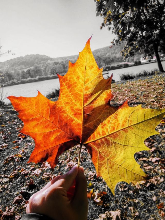 Autumn in my arm