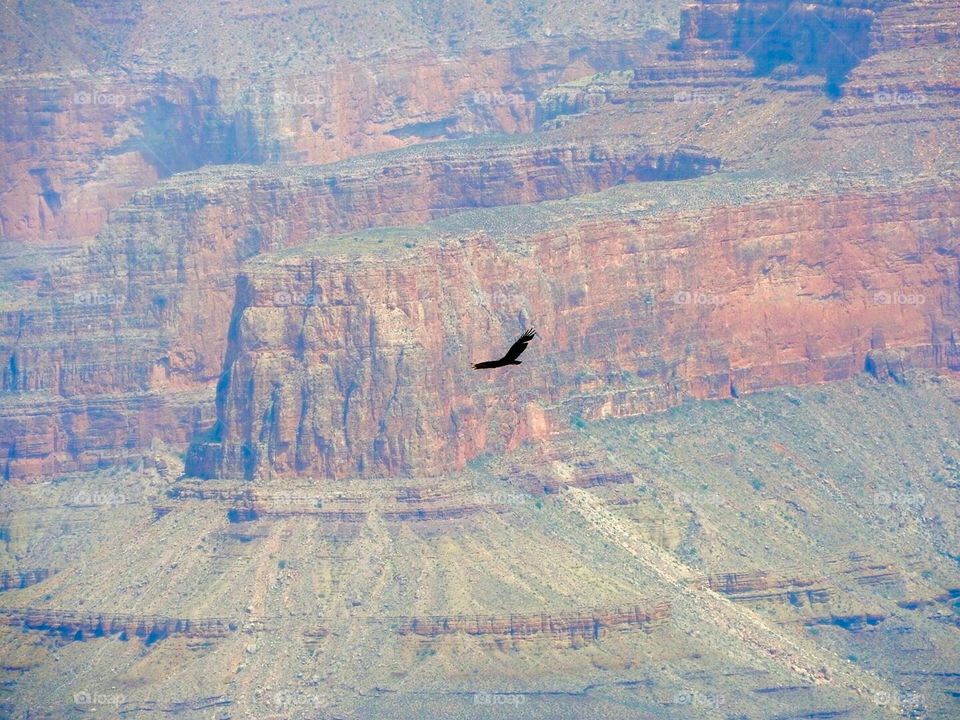 Eagle flying over grand canyon
