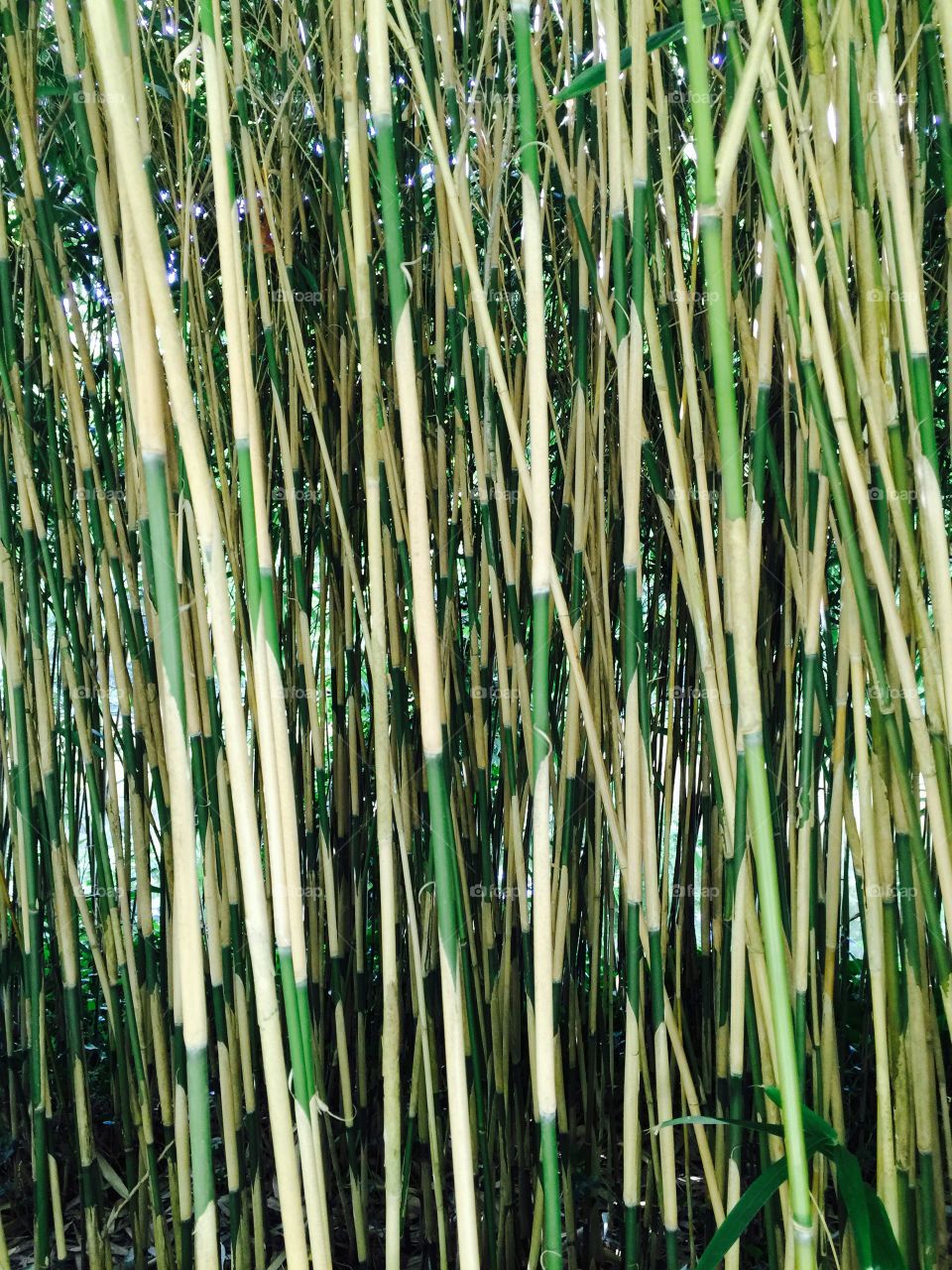 Bamboo