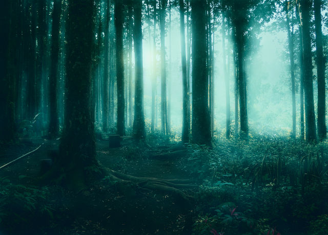 foggy mist in forest