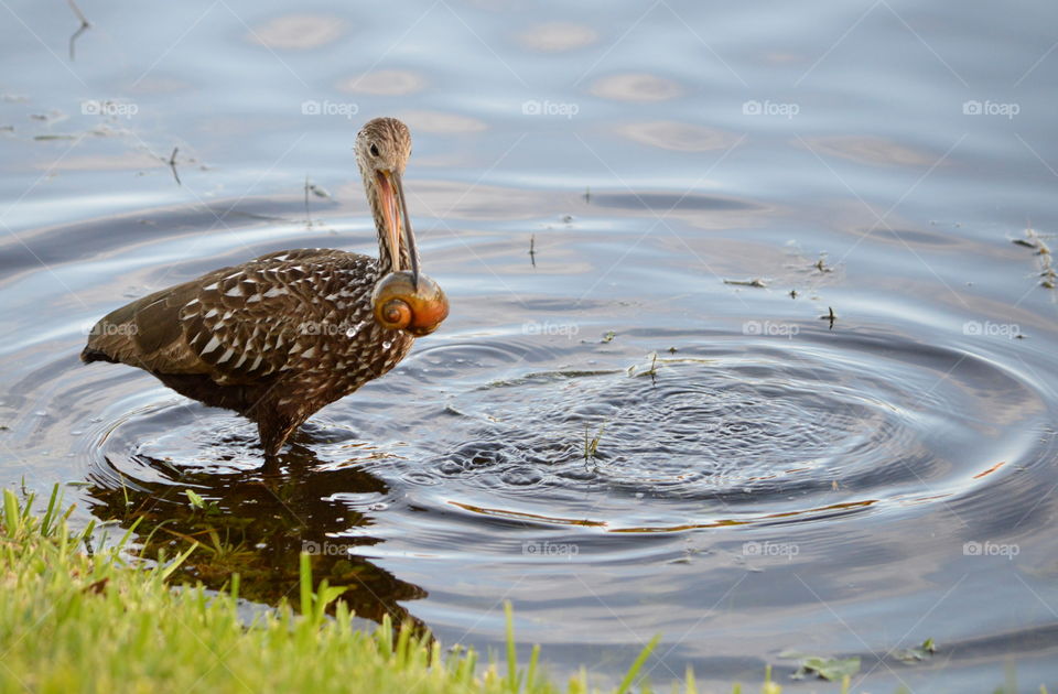 Limpkin getting a bite to eat