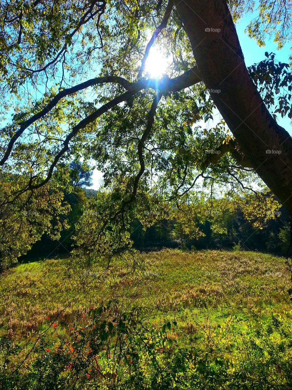 The shadow that the branches give