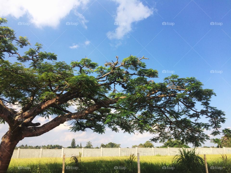 Céu azul muito bonito, de beleza e simplicidade muito cativantes. Como não se inspirar?