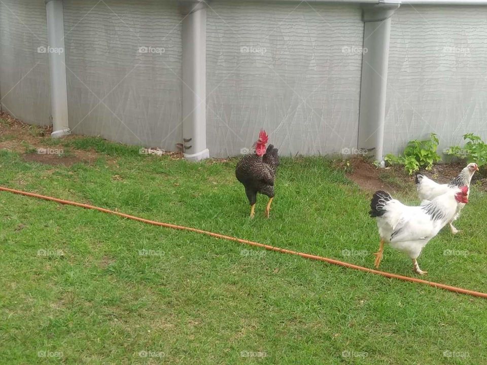 Chickens and Roosters