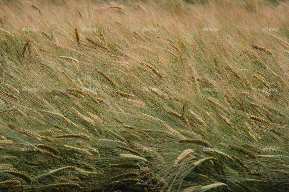 field of wheat food agriculture corn by pandahat