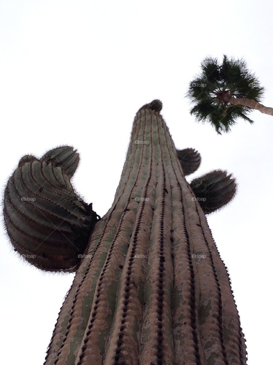 Gigant saguaro 