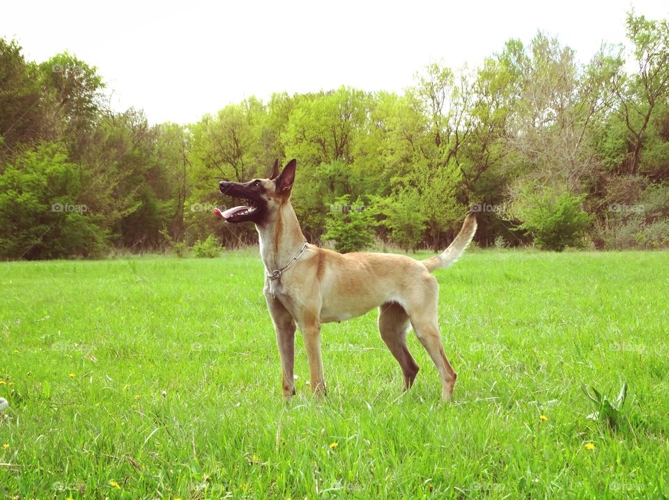 Dog shepherd malinois