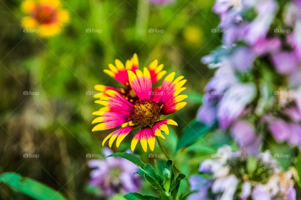 Indian Paintbrush. 