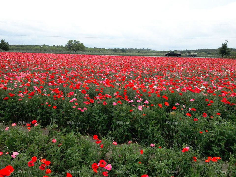 field of red flowers